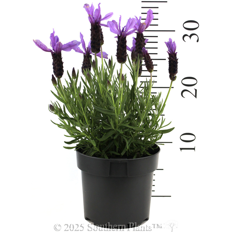 Lavender Javelin Forte Deep Purple - Reference photo