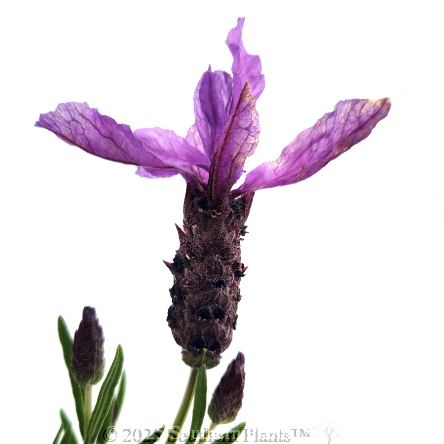 Lavender Javelin Forte Deep Purple