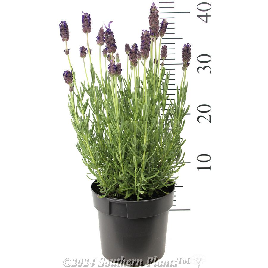 Lavender La Diva Berry Beautiful - Reference photo