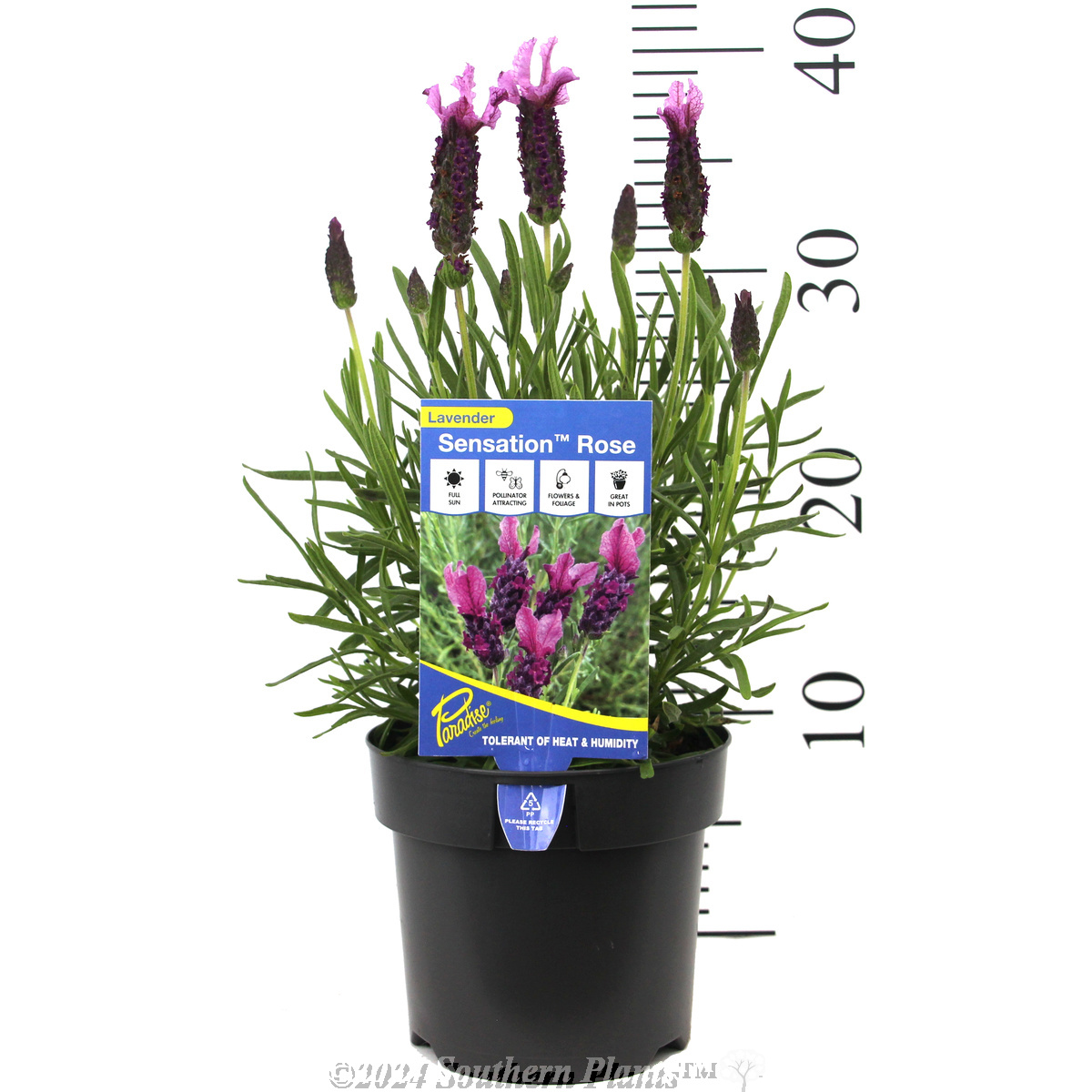 Lavender Sensation™ Rose - Product photo