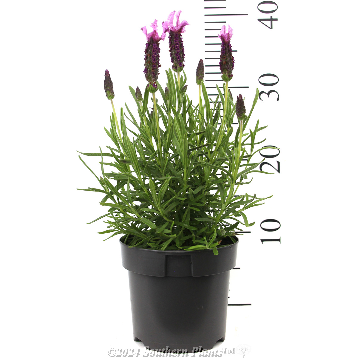Lavender Sensation™ Rose - Reference photo