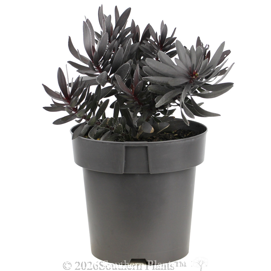 Leucadendron Ebony - Alternate photo