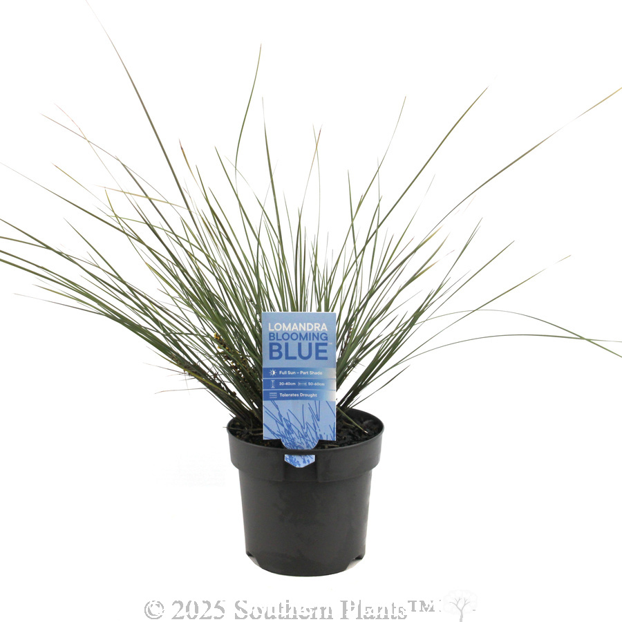 Bloomin' Bloo® Lomandra