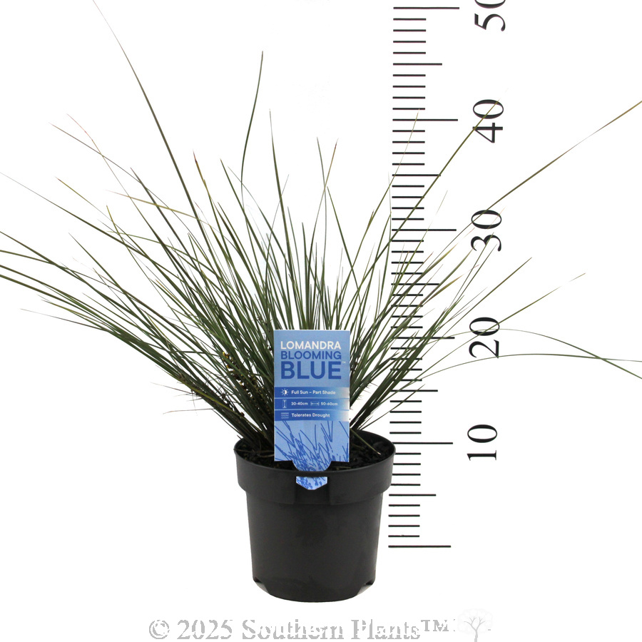 Bloomin' Bloo® Lomandra - Product photo