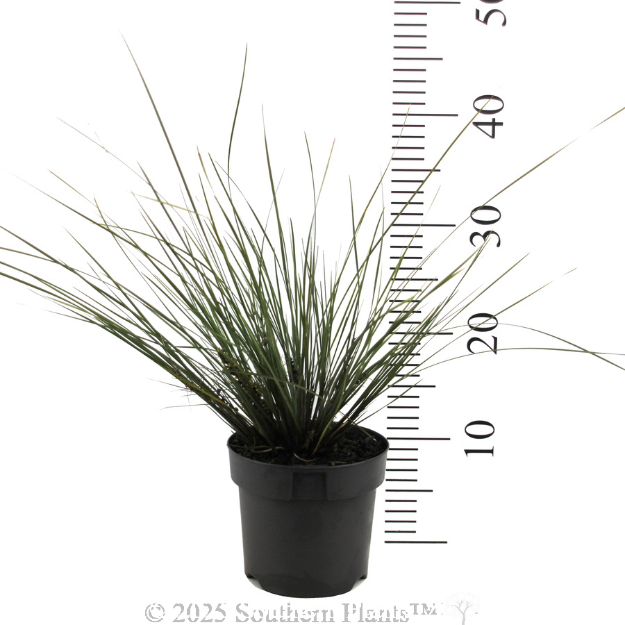 Bloomin' Bloo® Lomandra - Reference photo