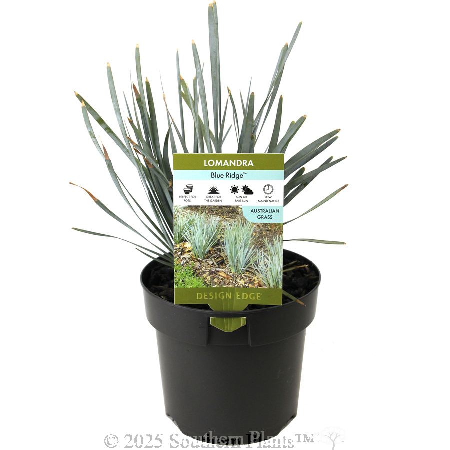Blue Ridge™ Lomandra - Plant photo