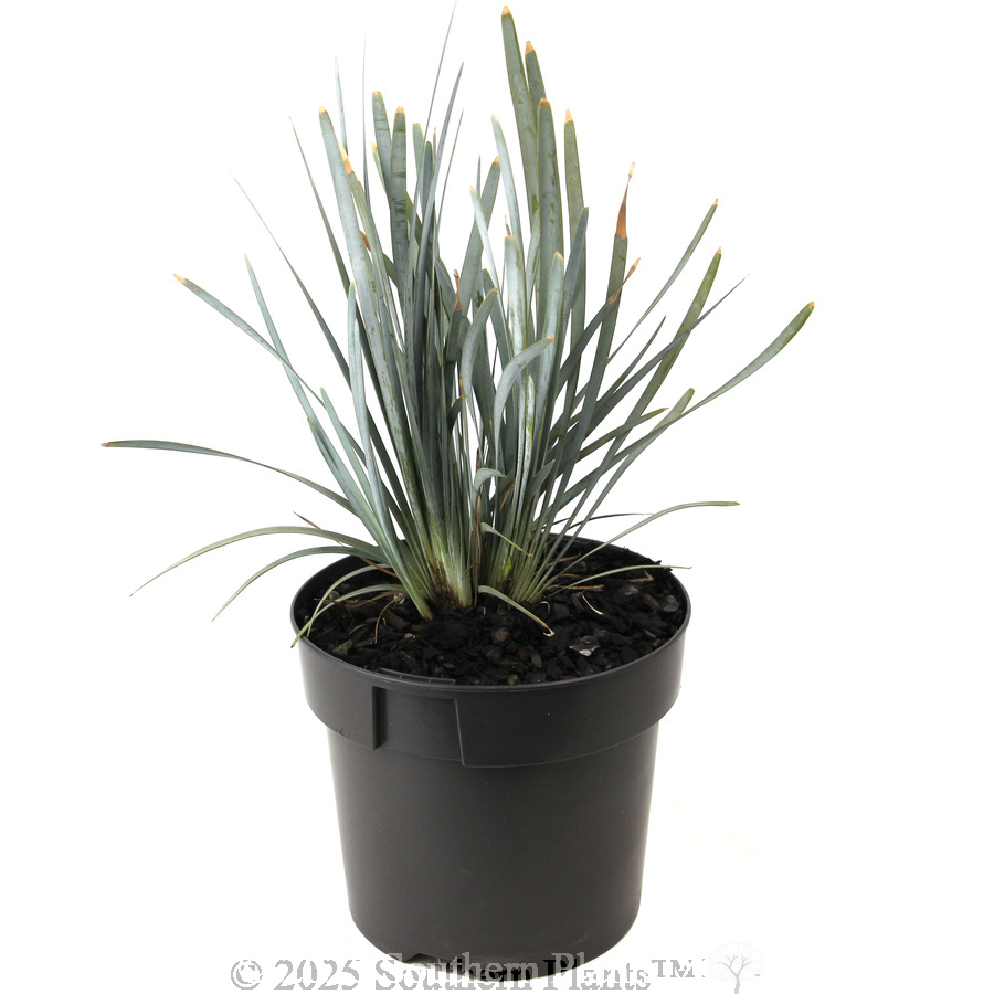 Blue Ridge™ Lomandra - Alternate photo