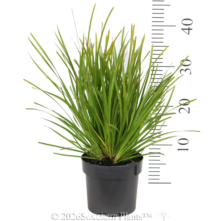 Lomandra Lime Tuff - Ruler