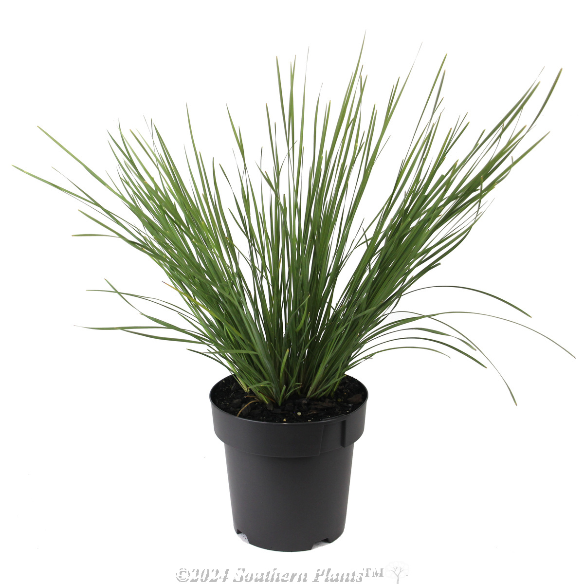 Lomandra Nyalla