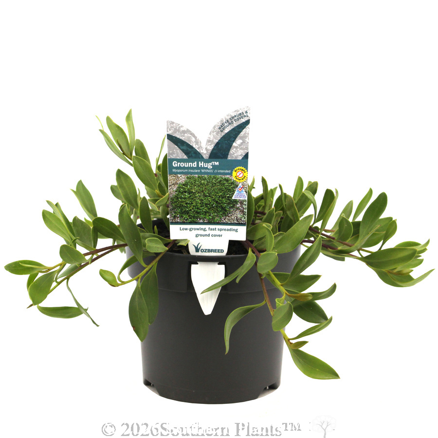 Myoporum Ground Hug™ - Plant photo