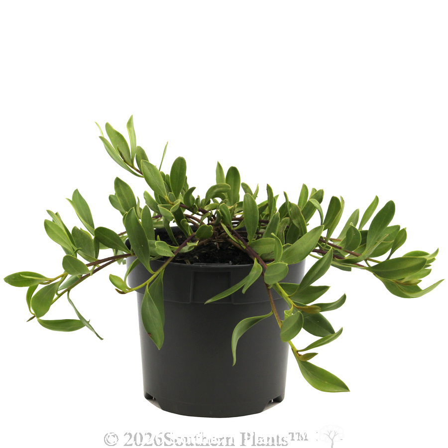 Myoporum Ground Hug™ - Alternate photo