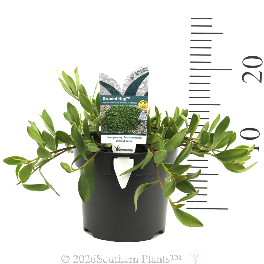 Myoporum Ground Hug™