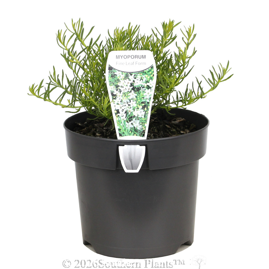 White creeping boobialla
