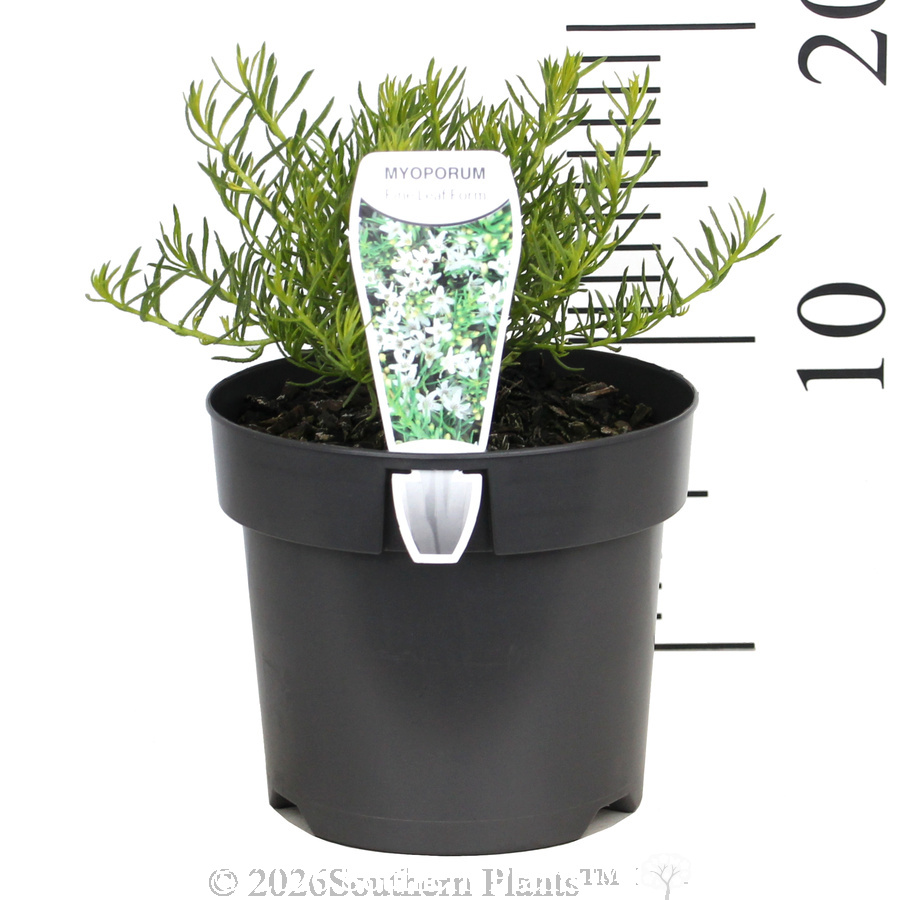 White creeping boobialla - Pack