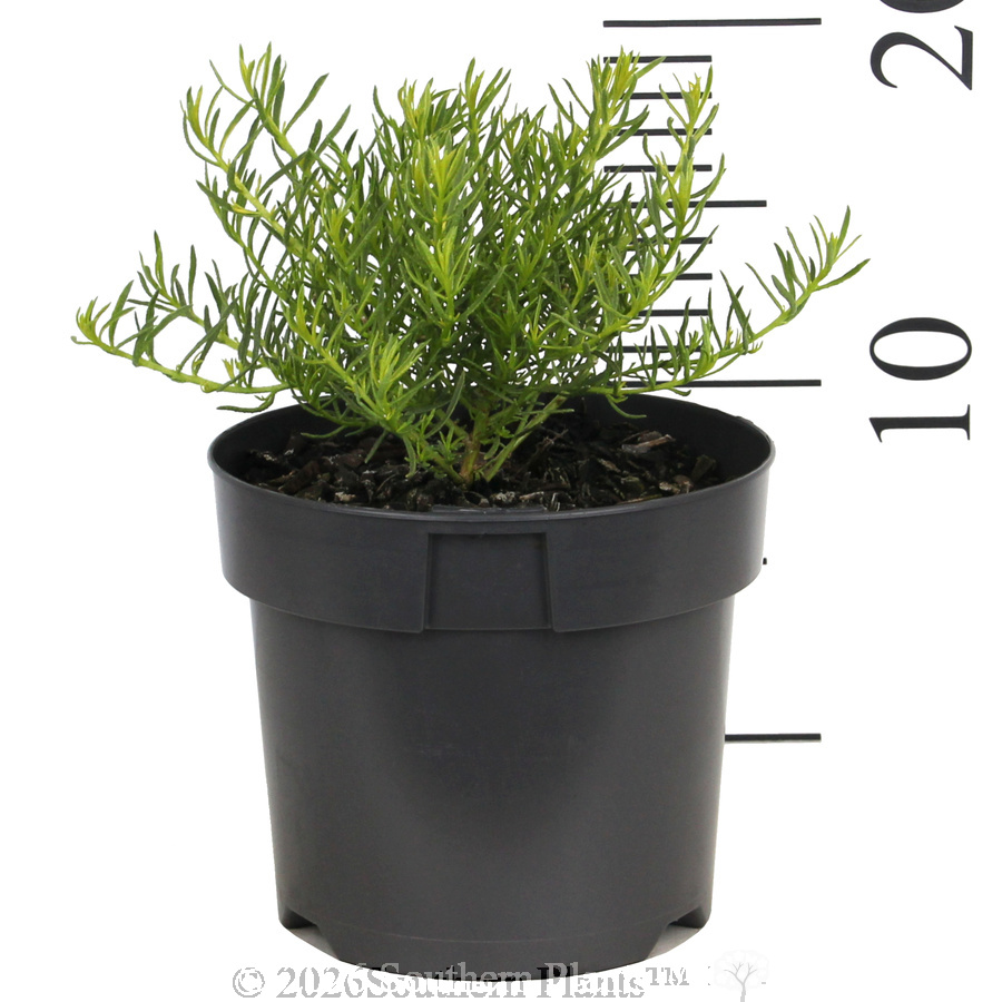 White creeping boobialla - Ruler