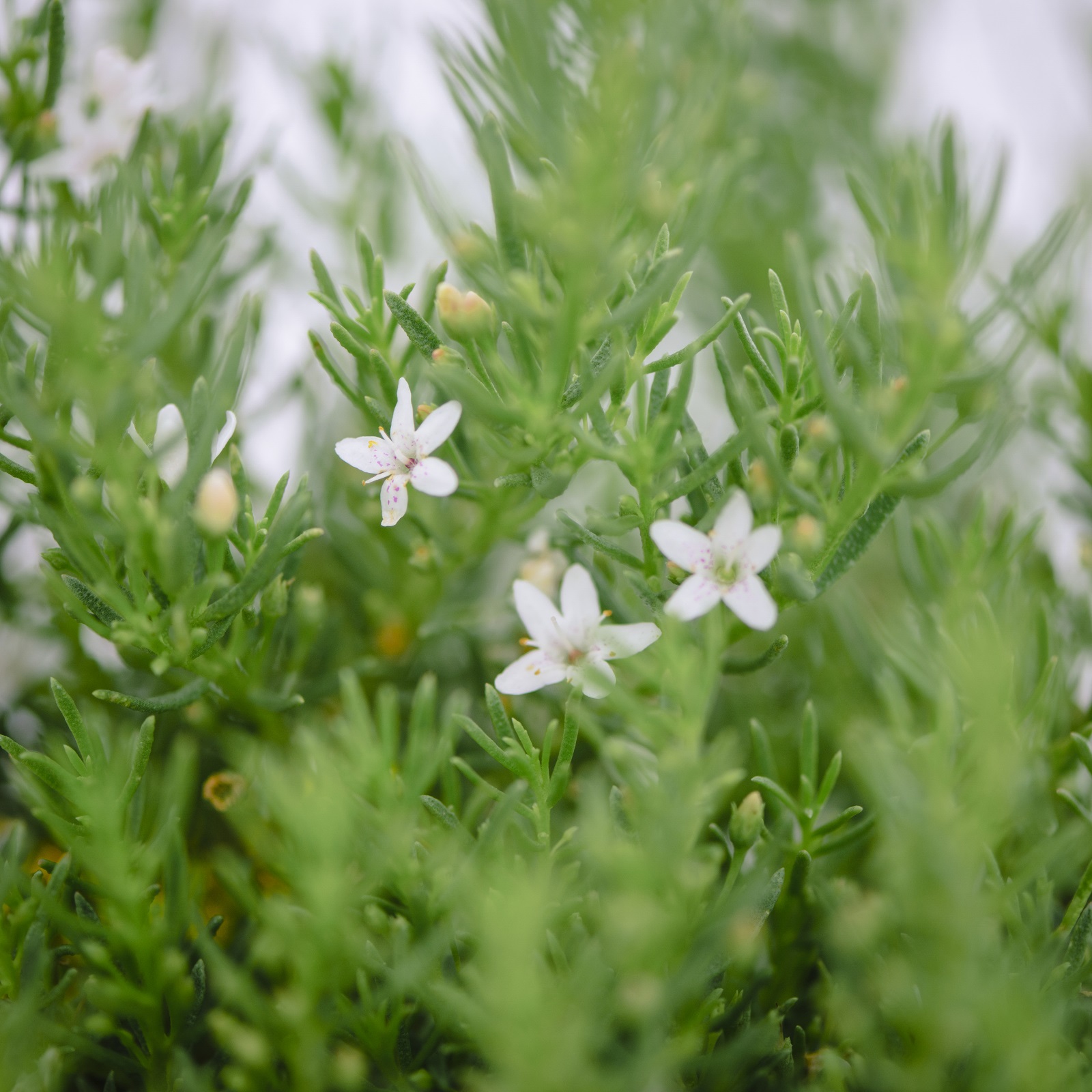 White creeping boobialla - Detail