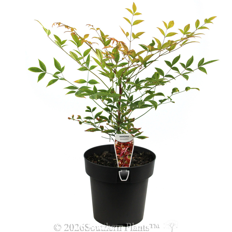 Heavenly Bamboo - Plant photo