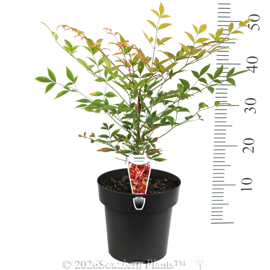 Heavenly Bamboo
