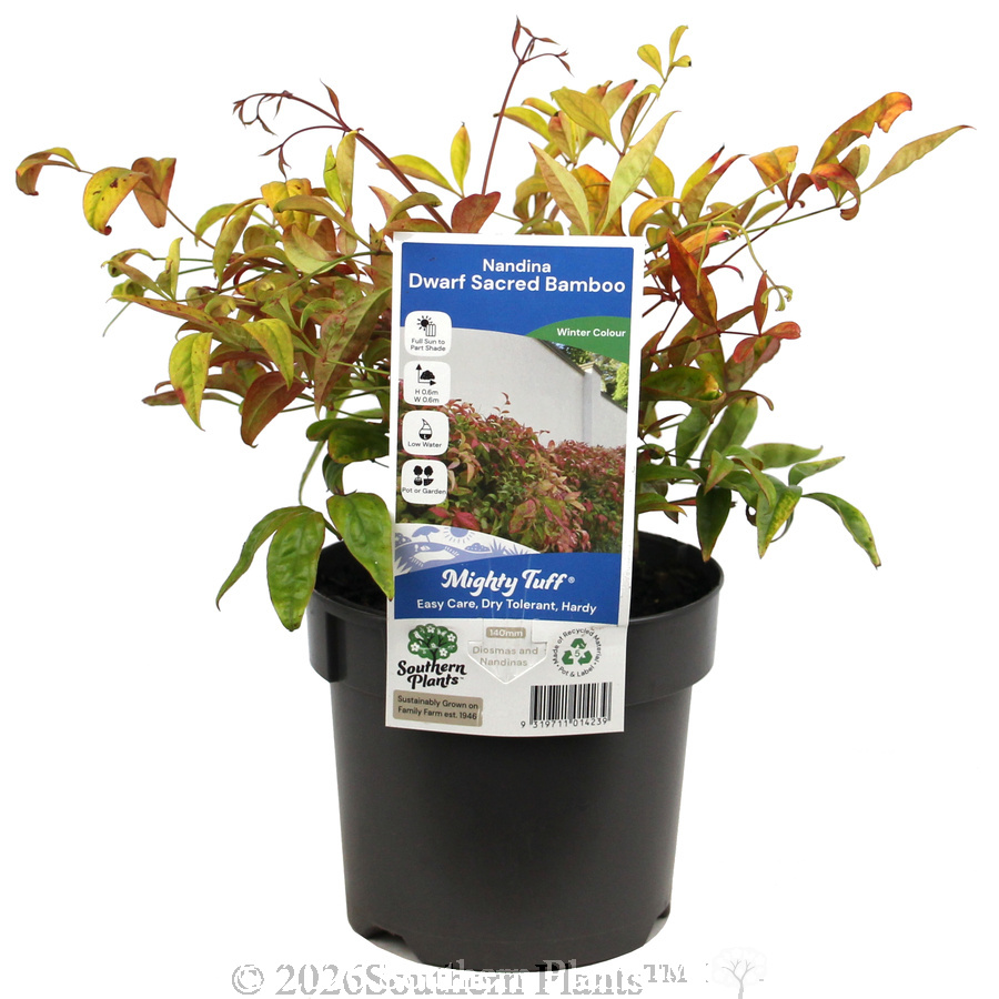 Dwarf Sacred Bamboo - Plant photo