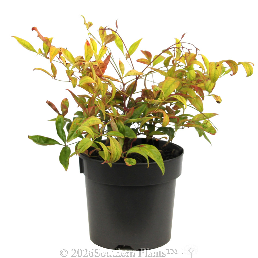 Dwarf Sacred Bamboo - Alternate photo