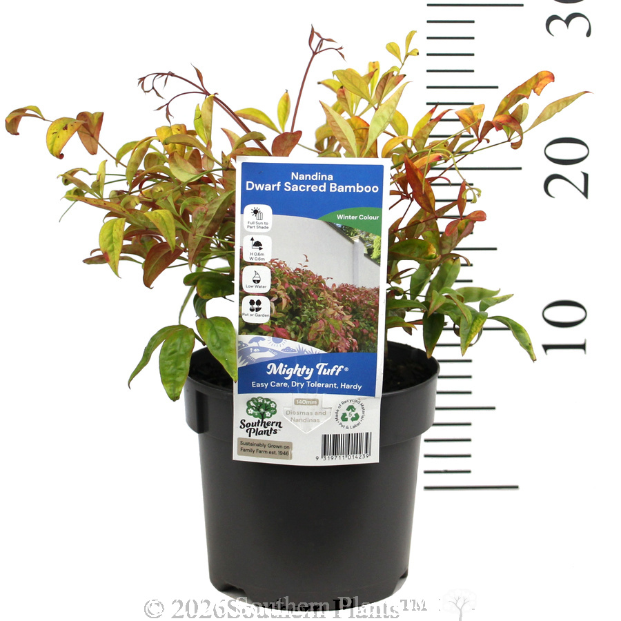 Dwarf Sacred Bamboo