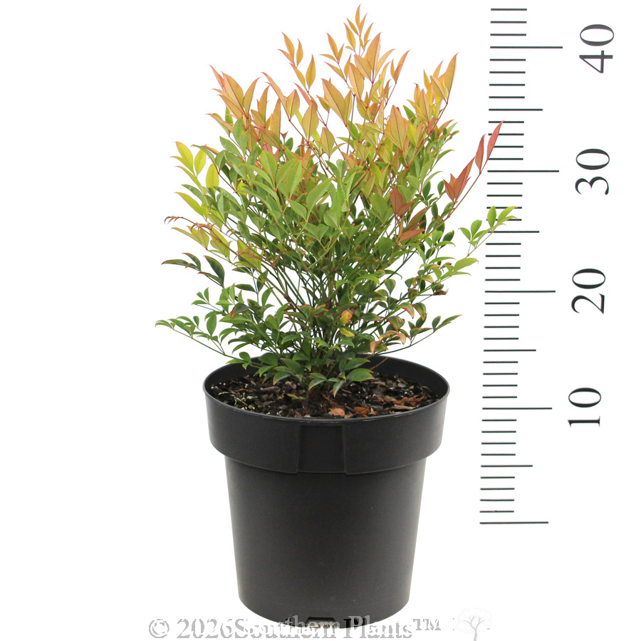 Nandina Moon Bay - Reference photo
