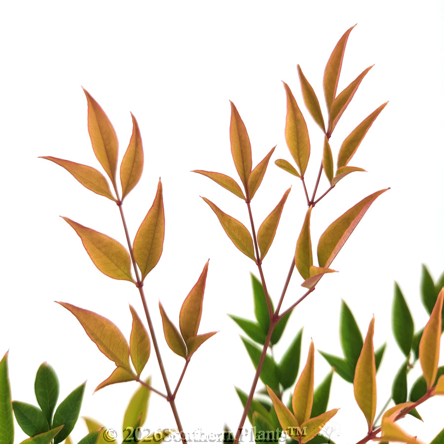 Nandina Moon Bay