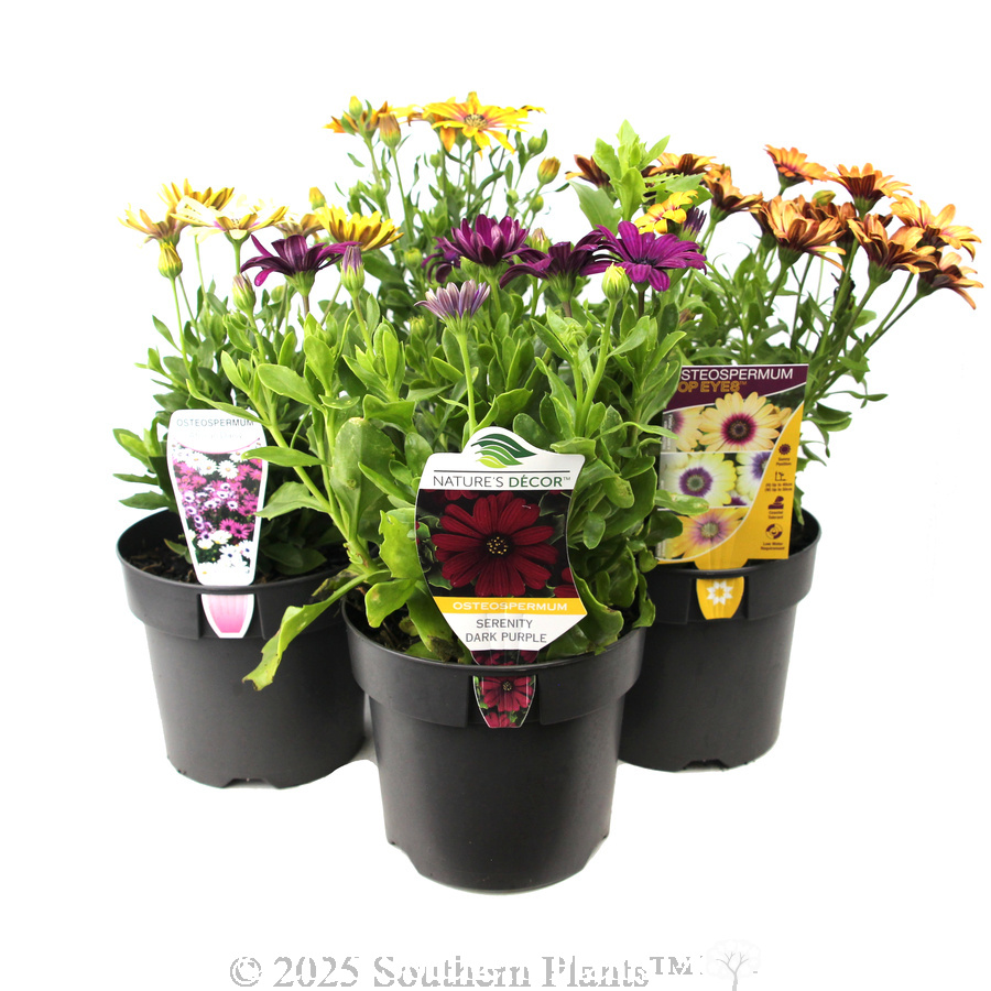 African Daisy - Plant photo