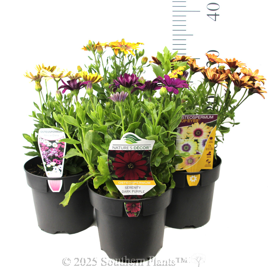 African Daisy - Product photo