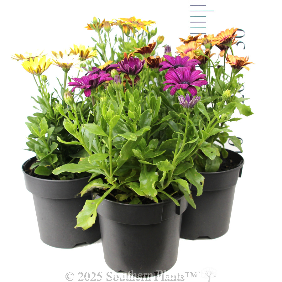 African Daisy - Reference photo