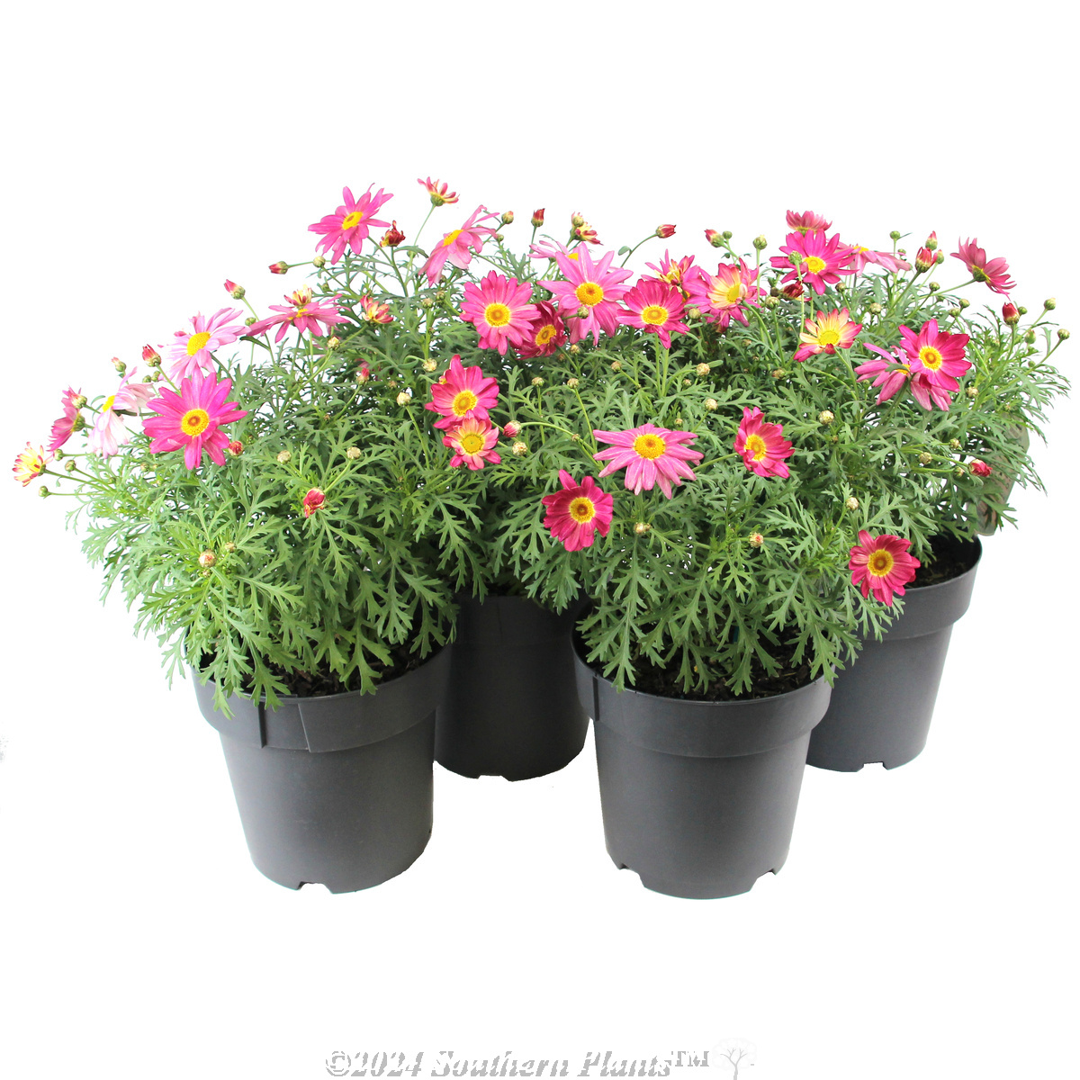 African Daisy - Plant photo