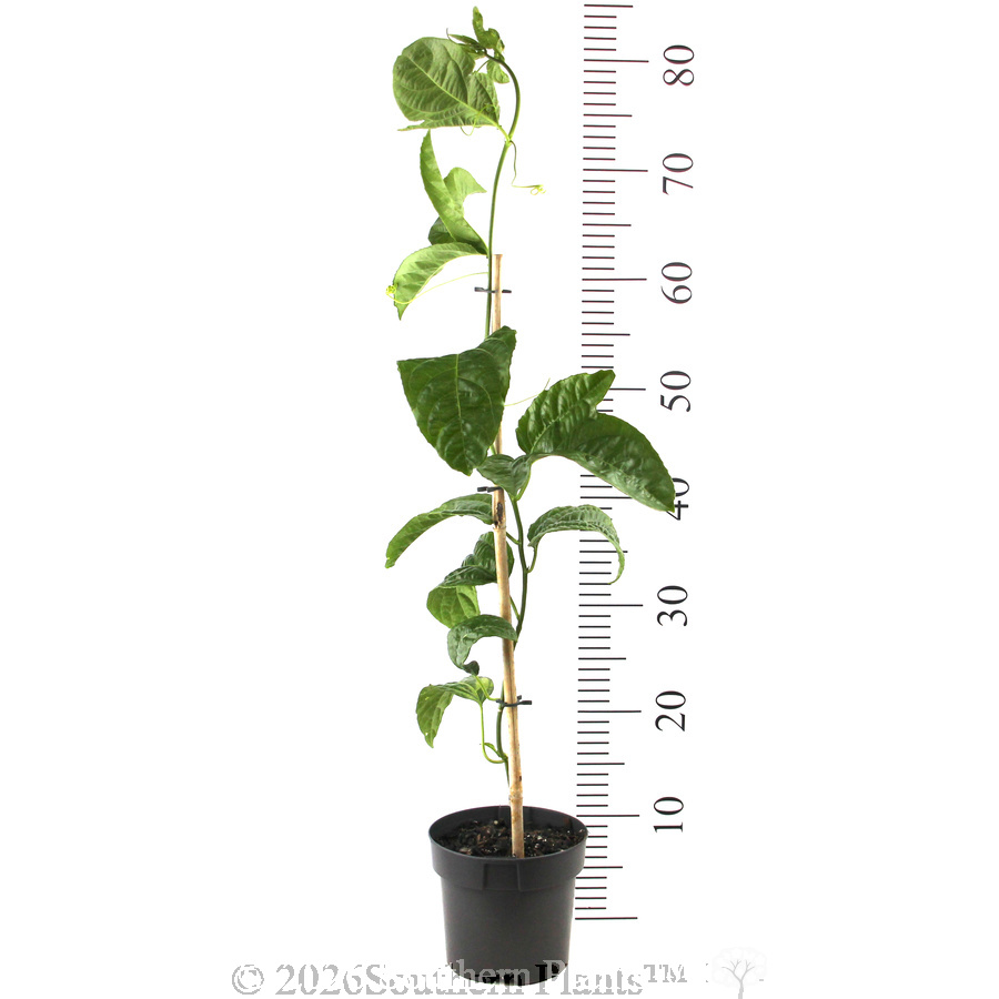 Passionfruit - Reference photo