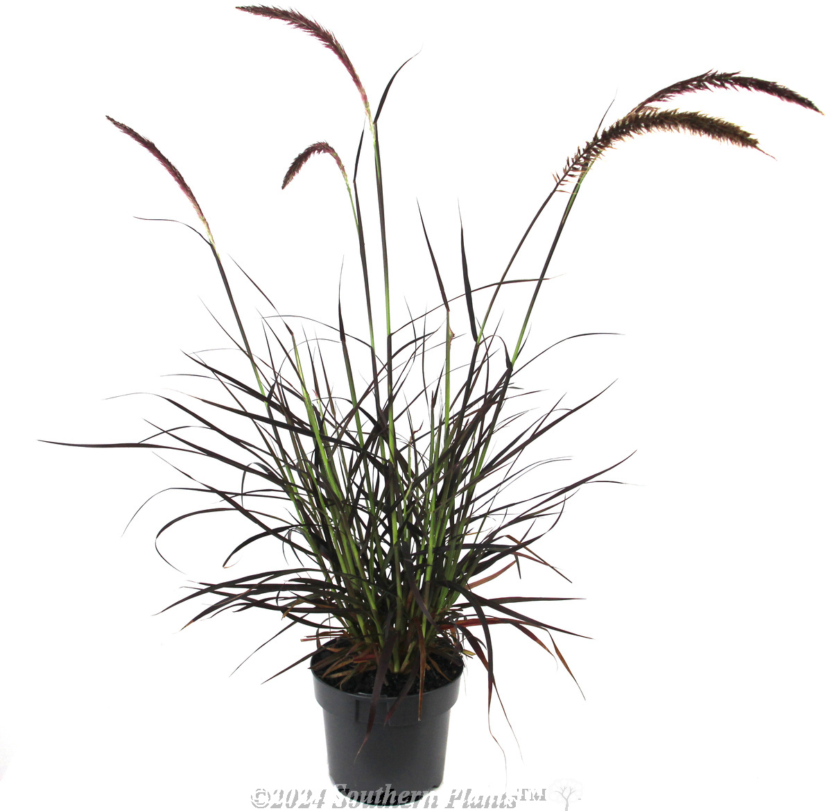 Purple Fountain Grass