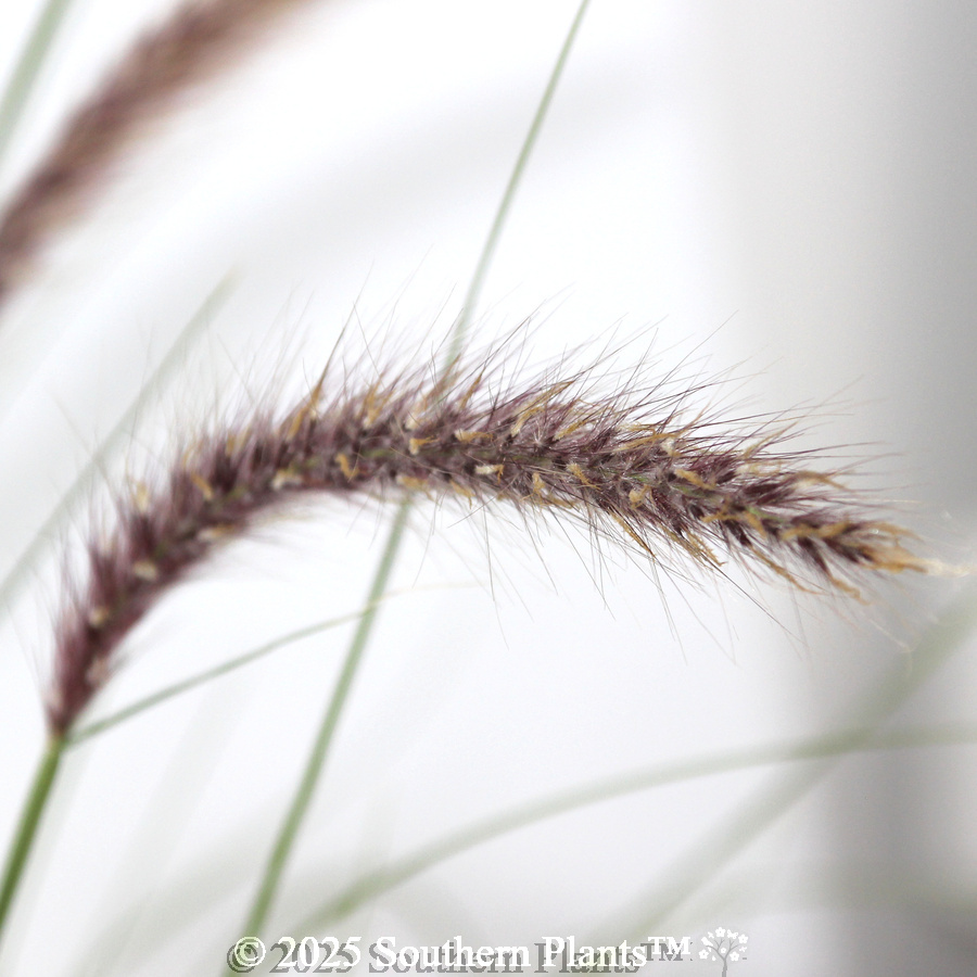 Swamp Foxtail Grass
