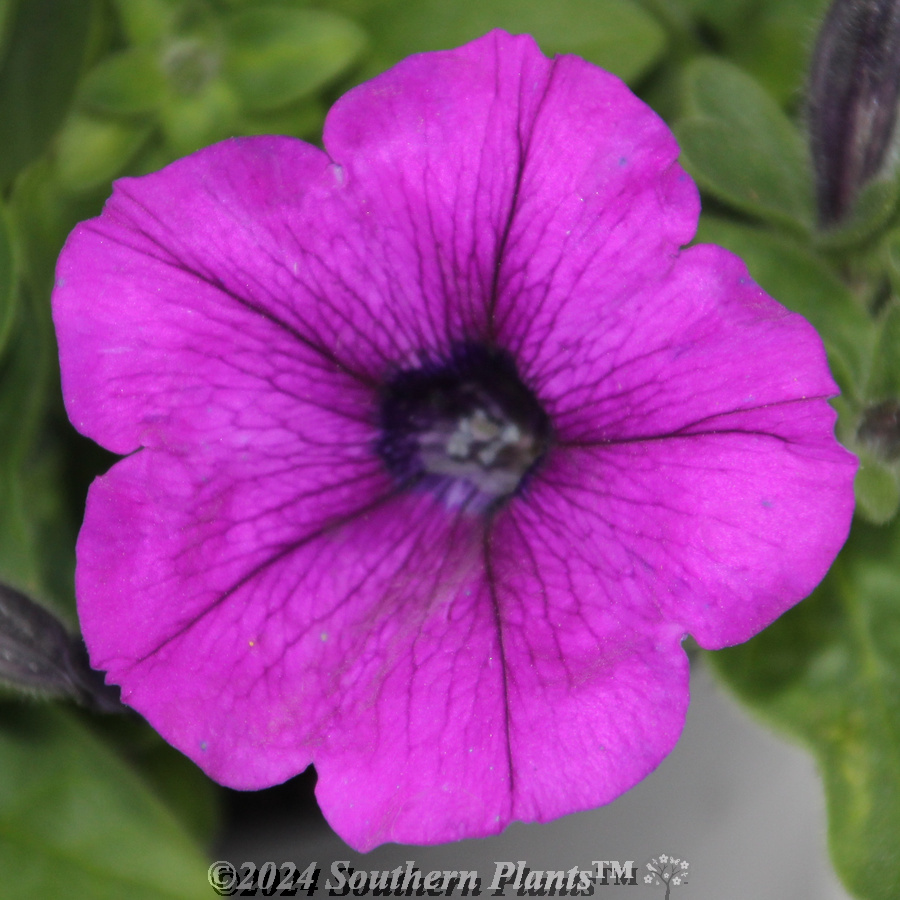 Petunia Electric Lilac