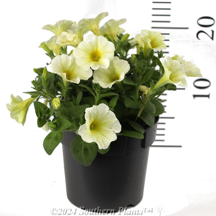 Petunia Yellow - Reference photo