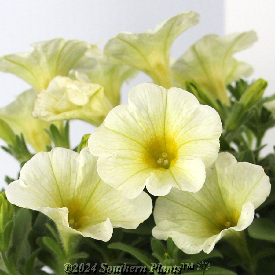 Petunia Yellow