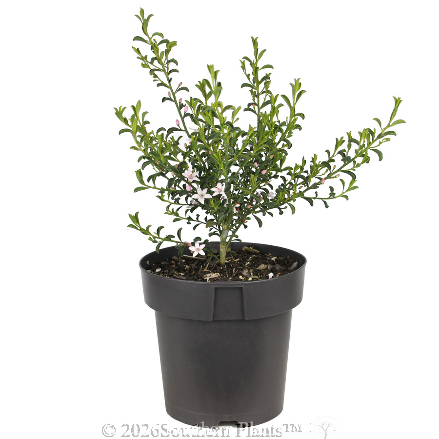 Waxflower Flower Girl - Alt
