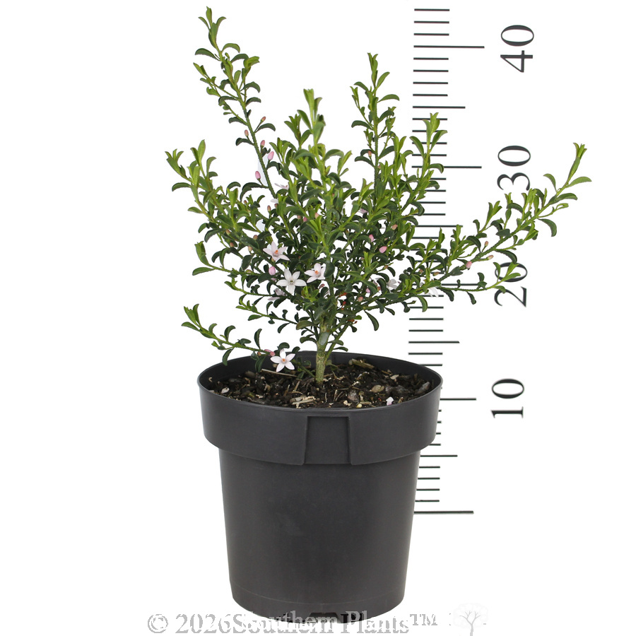 Waxflower Flower Girl - Ruler