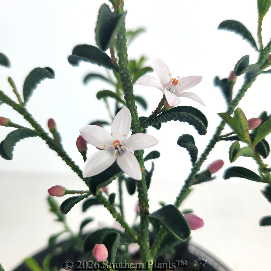 Waxflower Flower Girl - Detail