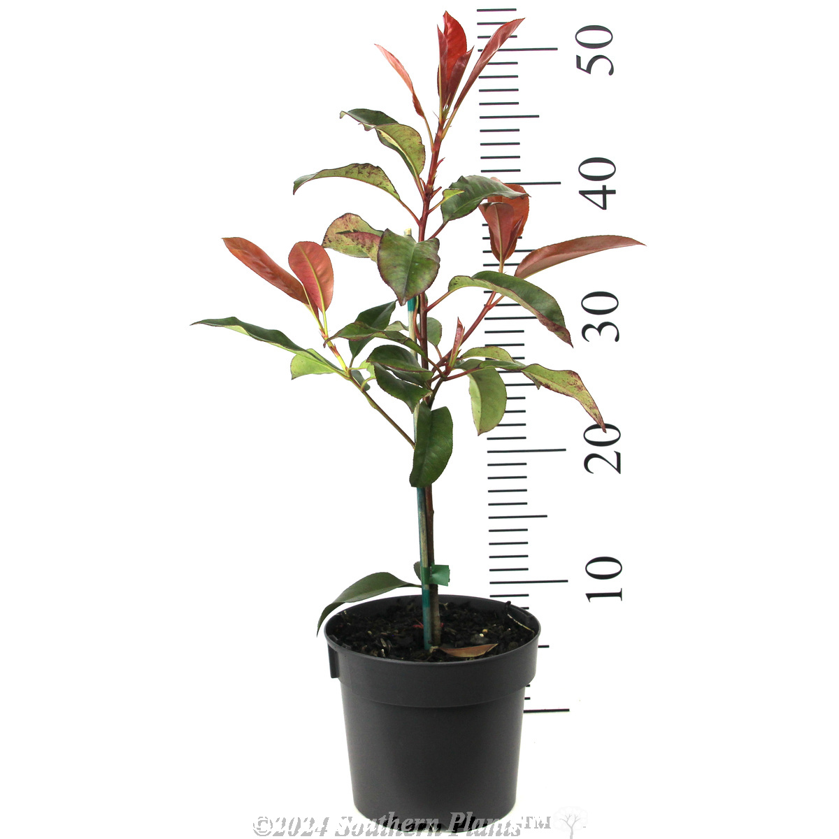 Photinia Robusta - Reference photo