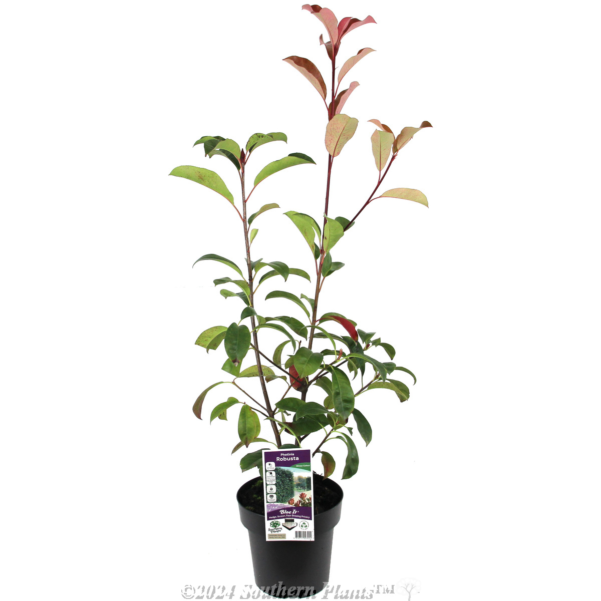 Photinia Robusta - Plant photo