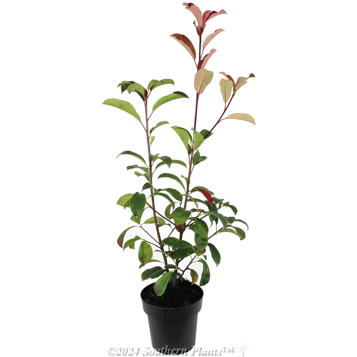 Photinia Robusta - Alternate photo