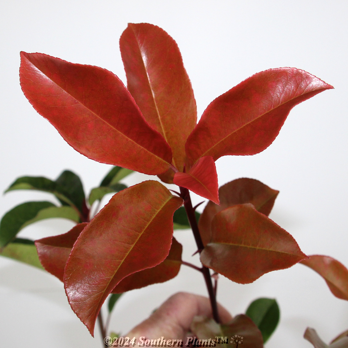 Photinia Robusta - Product photo