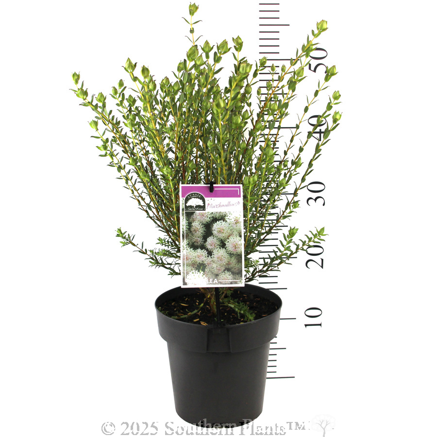 Pimelea Marshmallows