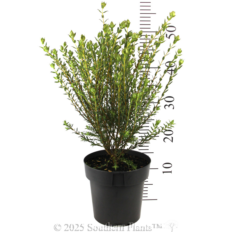 Pimelea Marshmallows - Reference photo