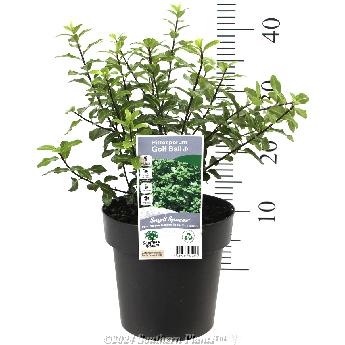 Pittosporum Golf Ball