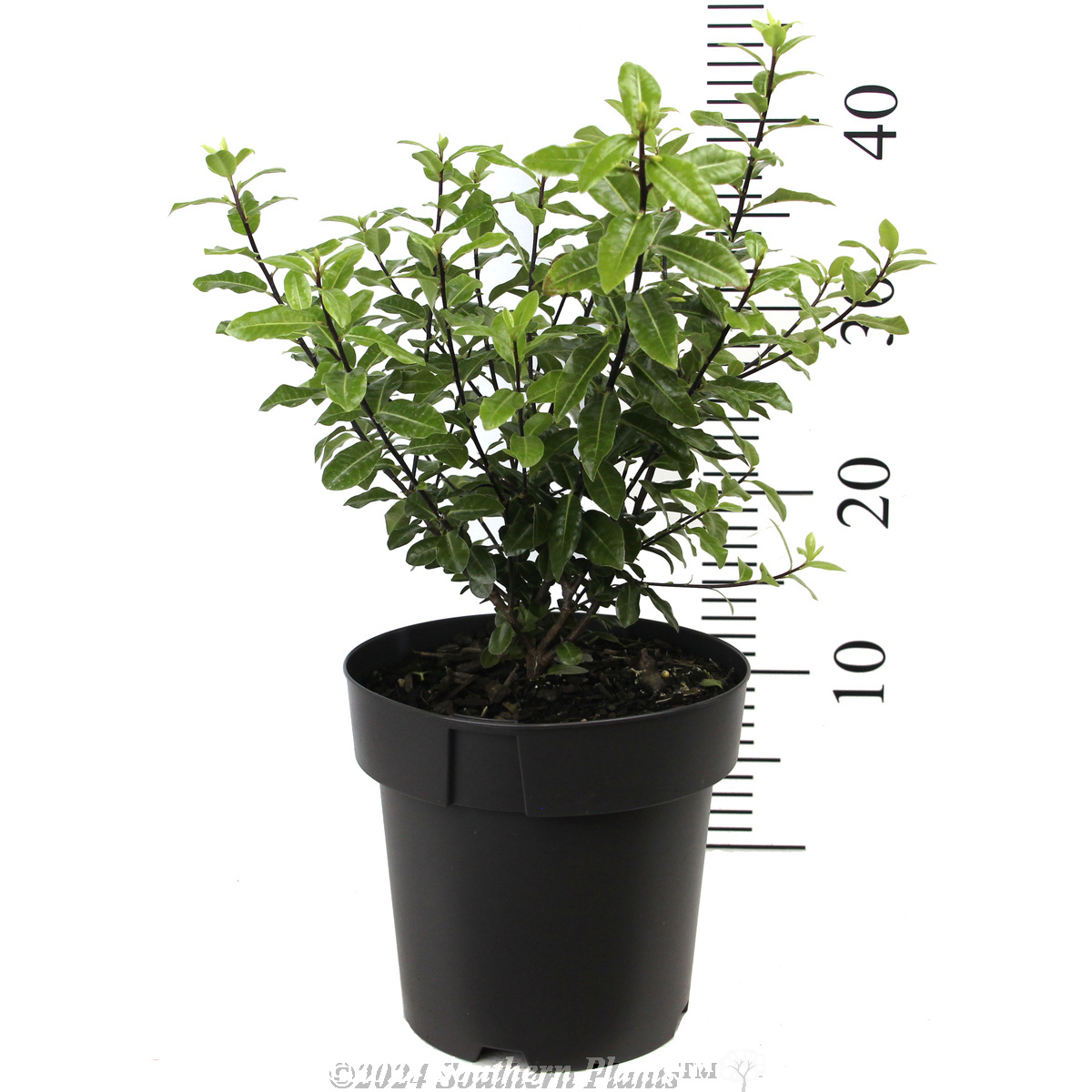 Pittosporum Golf Ball - Reference photo