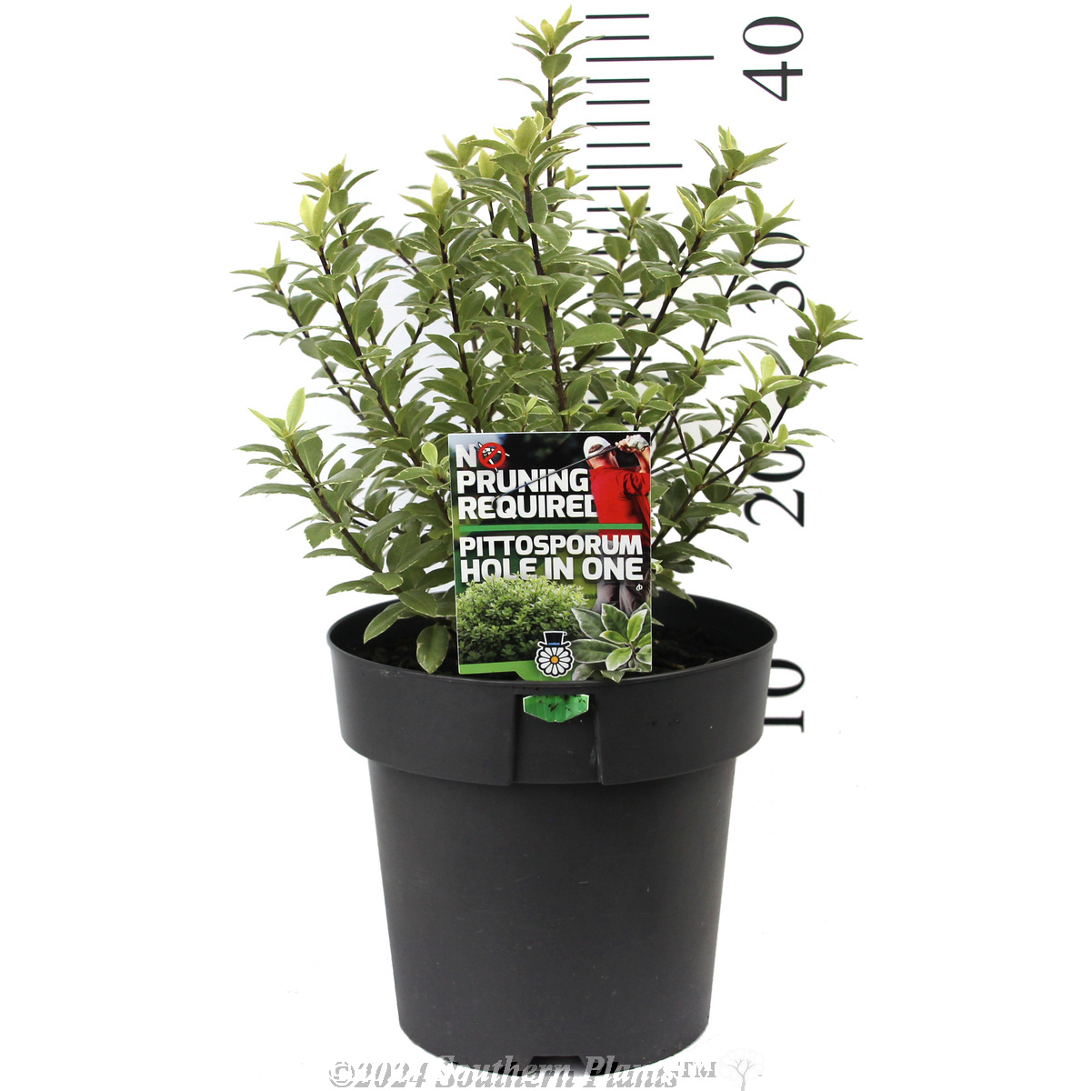 Pittosporum Hole in One