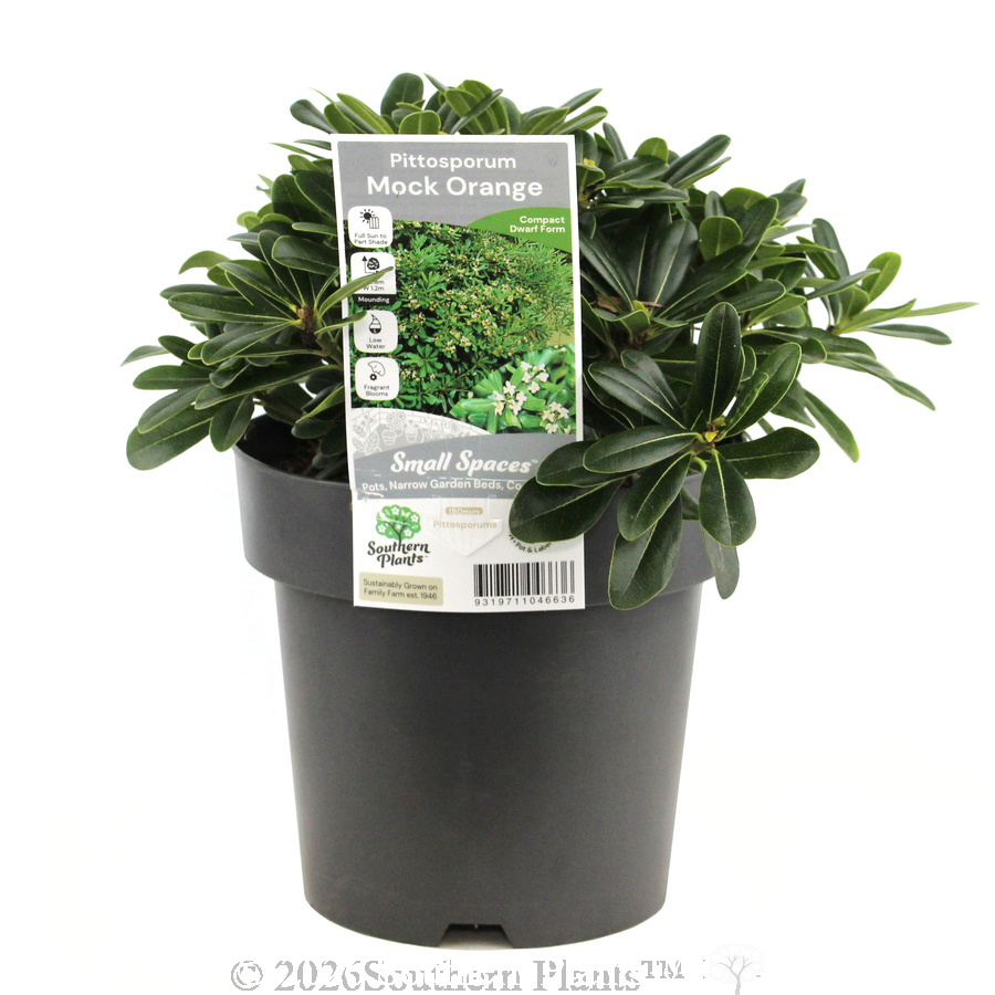 Mock Orange - Plant photo